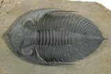 Prone Zlichovaspis Trilobite - Orange Eye Preservation! #381608-1